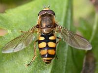 Gemeine Feldschwebfliege 02